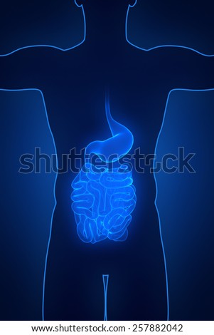 Male anatomy concept Digestive system