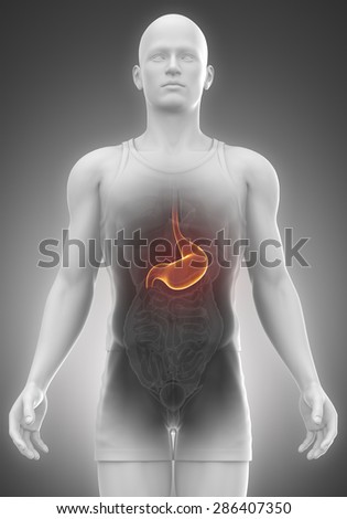 STOMACH  male anatomy front view