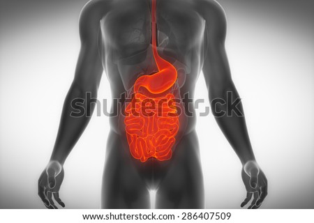 STOMACH and INTESTINES  male anatomy x-ray front view