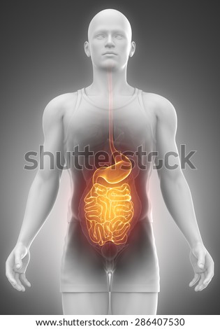 STOMACH and INTESTINES  male anatomy front view