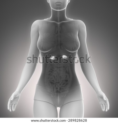 ADRENAL glands female organs x-ray scan
