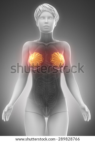 Female breast and mammary glands anatomy  x-ray scan