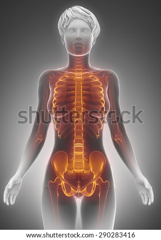 Female torso skeleton scan anatomy