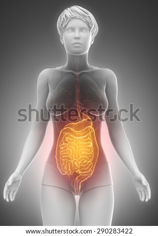 Female guts and stomach anatomy x-ray scan