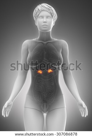 ADRENAL glands female organs x-ray scan