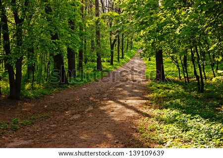 deserted path in the pine forest