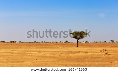 Lonely tree in the Arabian desert