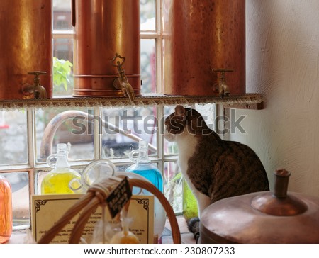 Cat on a windowsill in Ancient perfume laboratory in the village Gourdon, France
