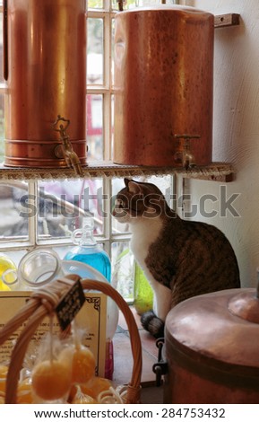 Cat on a windowsill in Ancient perfume laboratory in the village Gourdon, France