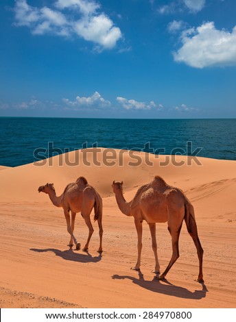 Camels in the desert, red sands of Dubai