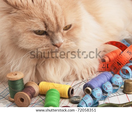 cat and sewing supplies