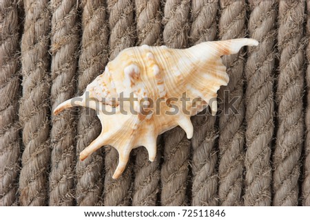 seashell on the background of hemp rope