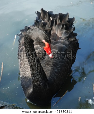 Black swan. animal. beautiful