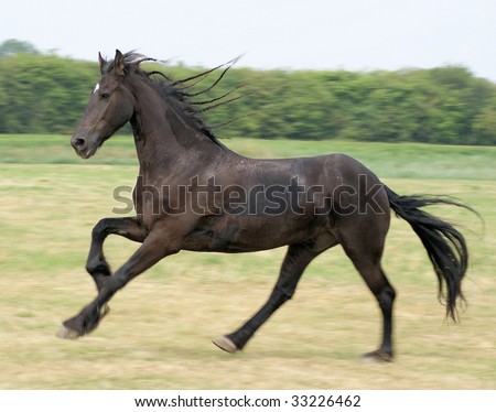 Horse In Action