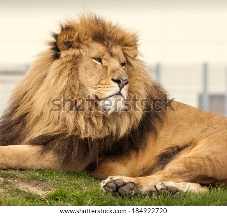 Lion at Yorkshire Wildlife Park, England