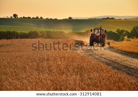 Tractor is going trough agriculture field full of gold wheat