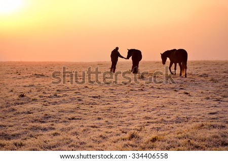 Two horses and one man, who grazing the couple during calm autumn misty morning on frozen meadow