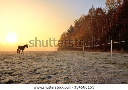 Alone horse on autumn morning meadow, during wonderful misty calm morning, near by forest full of colored trees