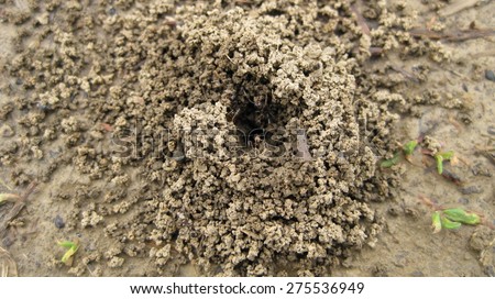 Ant hill. A nest of ants in the earth, a small group of slices of clay.