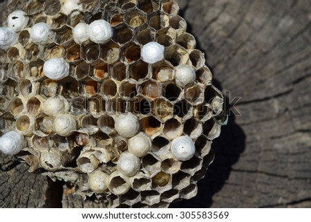Wasps polist. The nest of a family of wasps which is taken a close-up.