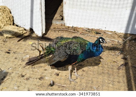 Male of a peacock in the open-air cage. The contents in bondage of wild decorative birds.