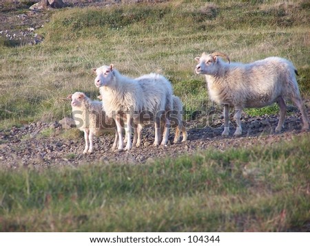 The Icelandic sheep family in east Iceland