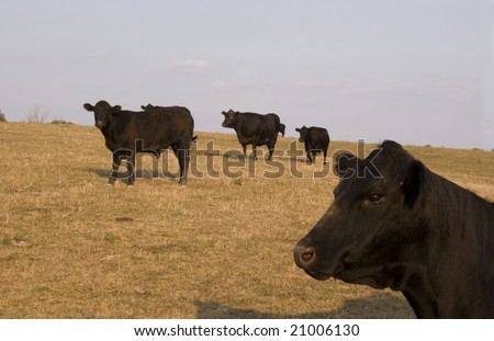 Herd of Black Angus Cattle on hillside. One cow close up in lower right corner.