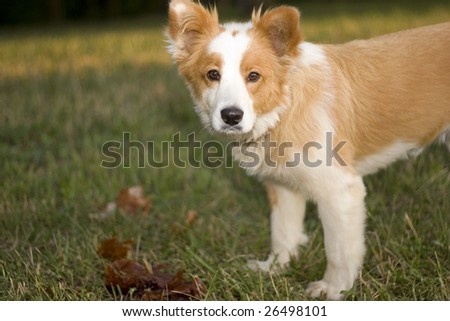 Small+mixed+dog+breeds+pictures