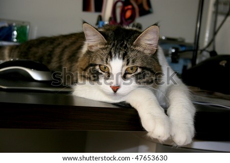 grey, black white tabby cat laying on computer desk resting with head down looking forward