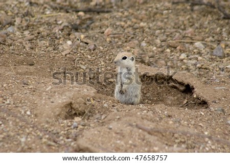 small wild desert round-tailed ground squirrel sitting up at mouth of burrow in sand