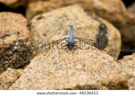 blue and green dragonfly facing front sitting on orange rocks