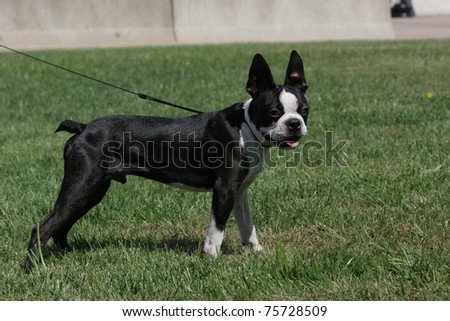 side view of black and white Boston Terrier Dog on leash standing in green grass looking at camera