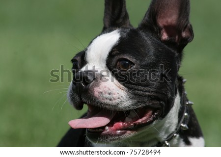 closeup of black and white Boston Terrier Dog looking to the side with tongue out panting