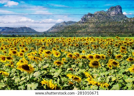 Sunflower on day noon with blue sky on wooden texture,abstract background to happiness of nature.