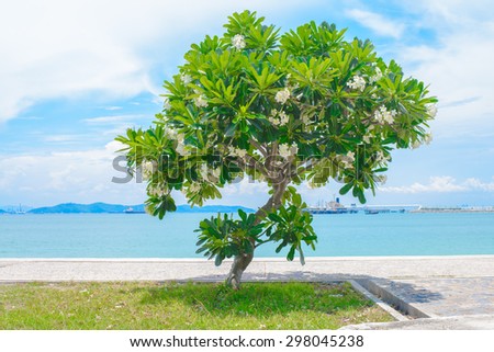 Tree with a viewpoint looking out to sea. Cargo ship in the ocean in the sky. Summer season on the beach. Bulk-carrier ship in the sea. seascape.