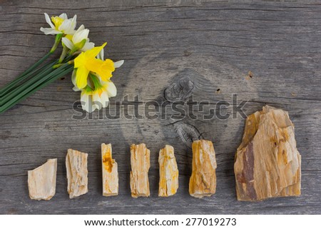 bouquet of flowers of  Narcissus at the left and the stones which are laid out in a row below on an old gray board