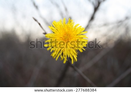The yellow dandelion flower gloomy autumn evening