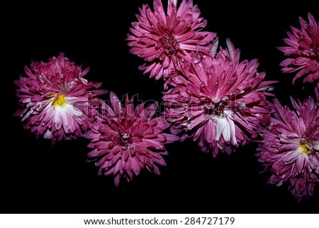 autumn flowers the Korean chrysanthemums violet on a black background, the top view