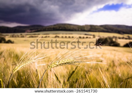 Single barley ear in the middle of the barley field just before harvest