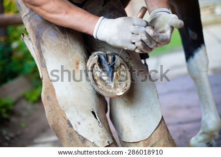 Detail of blacksmith\'s strong hands cutting out a horse hoof