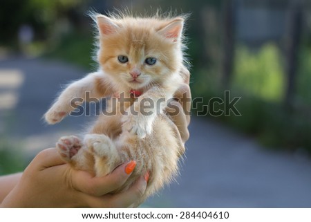Photo of kitten to find him owners. Red small kitten in woman hands at blurred background.