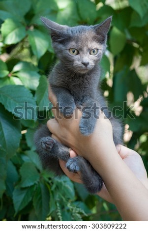 Gray small kitten in woman hands at green background. Photo of kitten to find him owners.