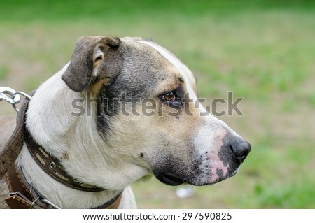 portrait of dog in dog-collar during outdoor walking