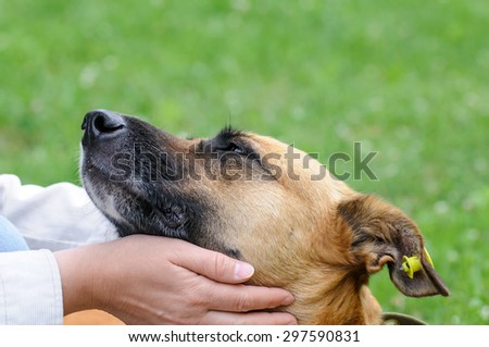 portrait of dog with sterilization mark on ear and dog-collar during outdoor walking