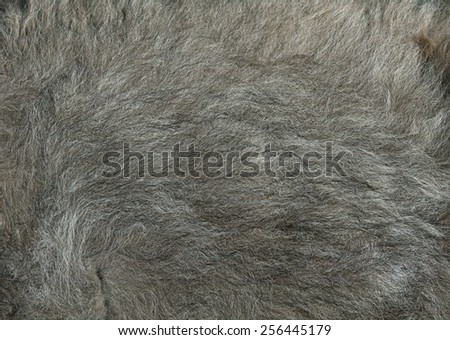 Animal Hair Fur
