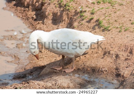 This is a duck playing in mud
