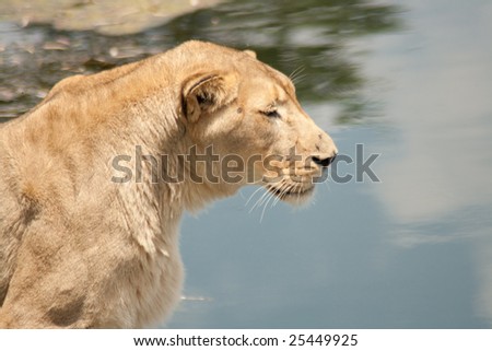 Lion next to water, lion in deep thought