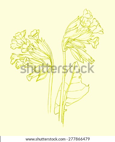Primroses - spring flower - pencil drawing
