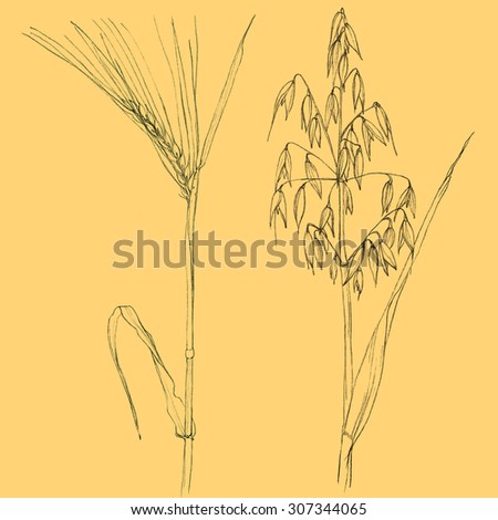 Barley and oats - cereal plants - pencil drawing