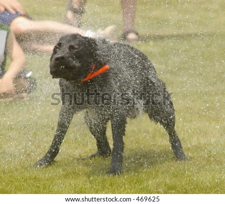 Dog shakes off water